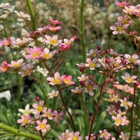 Saxifraga  'Esther'